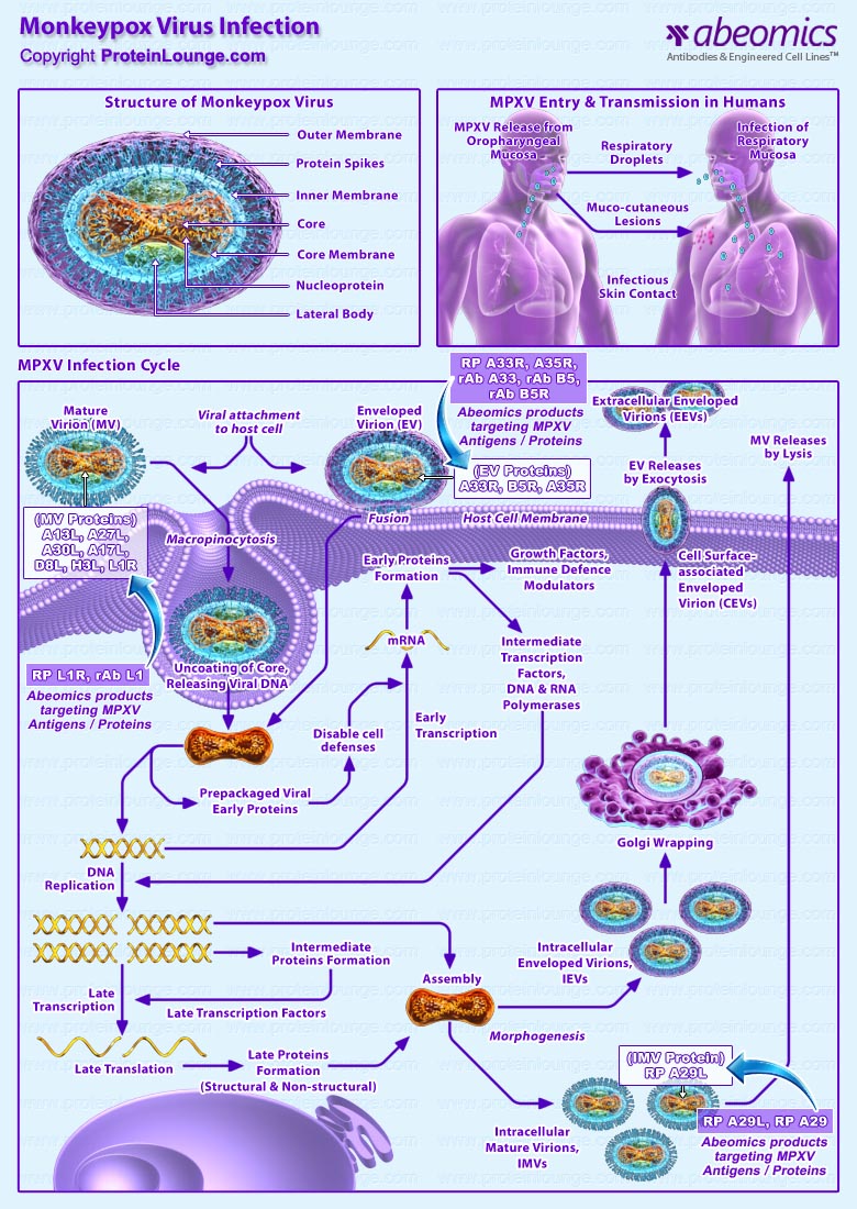 Monkeypox Virus Infection   Monkeypox Virus Infection [1](1) 